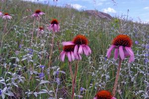 Purple coneflower