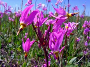 Saline Shooting Star