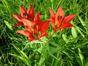 Lilium philadelphicum