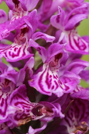 Western marsh orchid