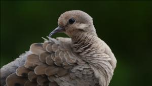 Mourning dove