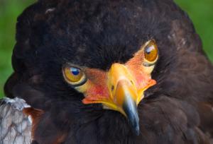 Bateleur