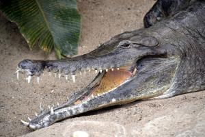 Slender-snouted crocodile