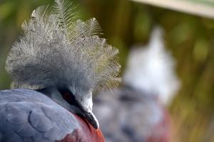 Southern crowned pigeon