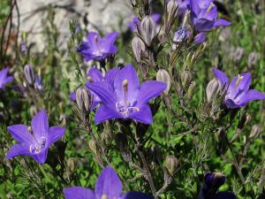 Campanula arvatica