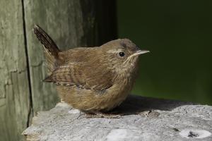 Wren