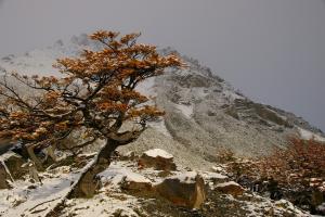 Nothofagus antarctica