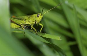 Grasshopper