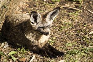 Bat-eared fox