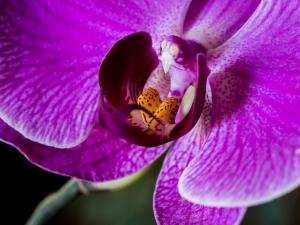 Orquídea alevilla