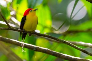 Wire-tailed manakin