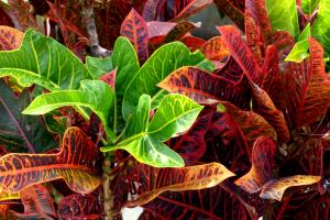 Garden croton