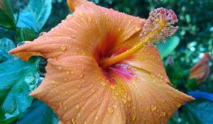 Hibiscus