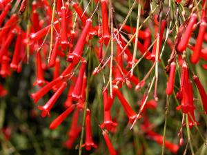 Firecracker plant