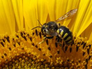 European wool carder bee