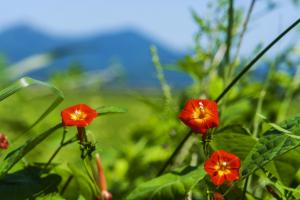 Cypress vine