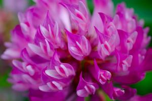 Trifolium medium