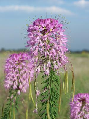 Rocky Mountain beeplant