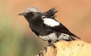 Mountain wheatear