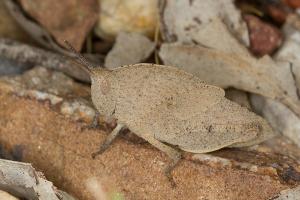 Gumleaf Grasshopper