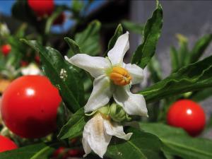 Jerusalem cherry