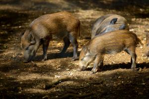 Wild boars