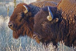 American bison