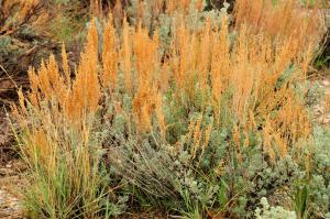 Wyoming big sagebrush