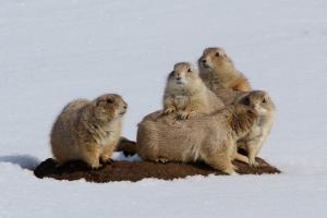 Prairie dogs