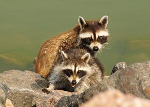 Raccoons