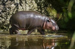 Pygmy hippopotamus