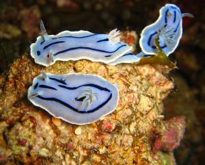 Chromodoris willani