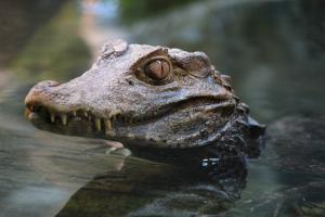 Cuvier's dwarf caiman