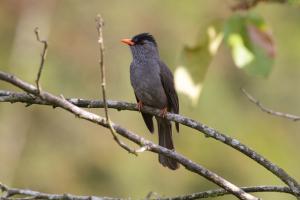 Hypsipetes madagascariensis