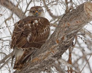 Red-tailed hawk