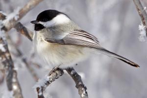 Black-capped chickadee