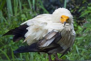 Egyptian vulture