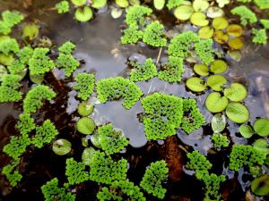 Water fern