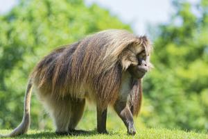 Gelada