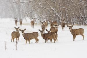 Mule deers