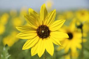 Helianthus petiolaris