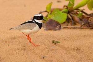 Pied plover