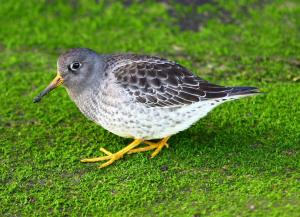 Purple sandpiper