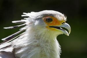 Secretarybird