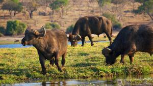 Water buffaloes