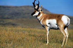 Pronghorn