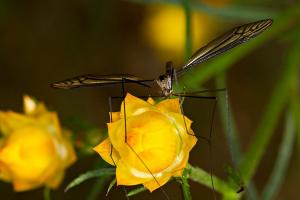 Crane fly