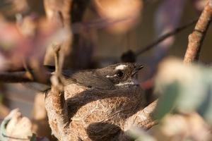 Grey fantail