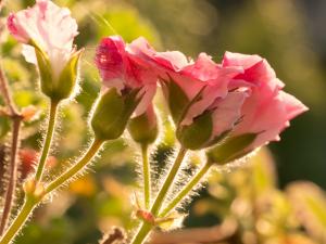 Cranesbill