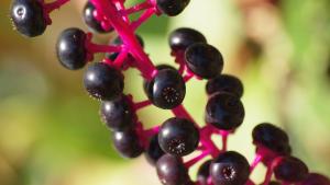 American Pokeweed